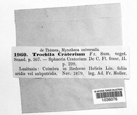 Trochila craterium image